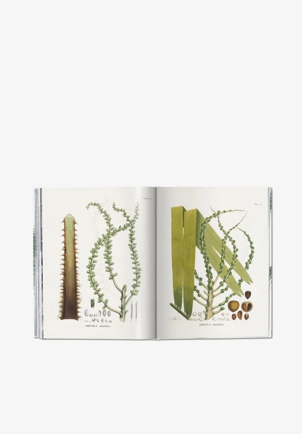 TASCHEN | Libro Book Of Palms-Hombre Mas Accesorios